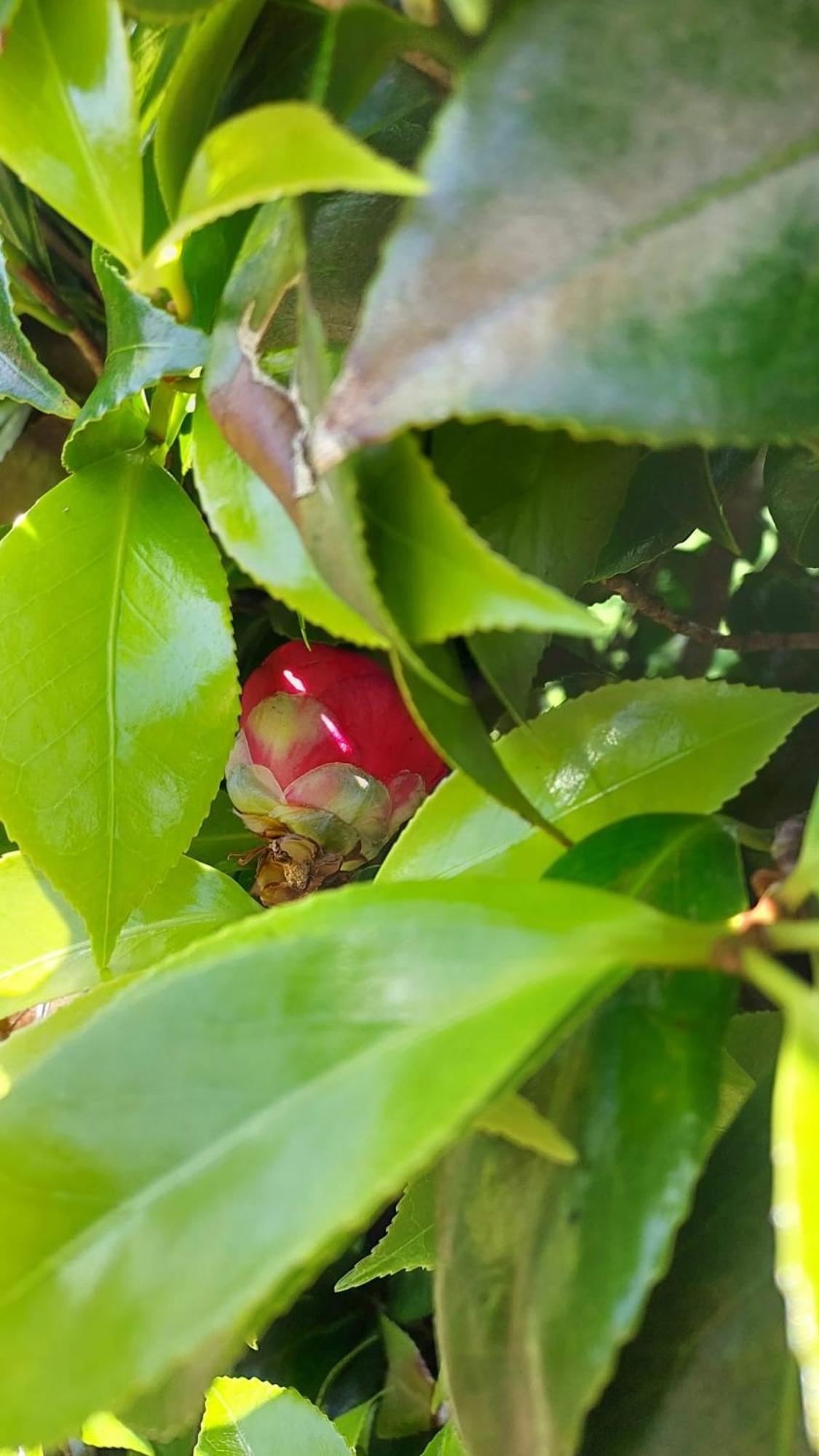 Retiro Das Camelias 1 Lajes das Flores Exterior foto